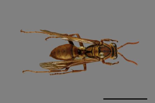 Polistes formosanus[00073585]