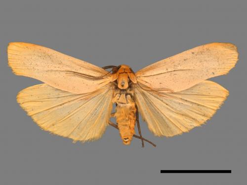 Eilema usuguronis[黃邊土苔蛾][00039281]