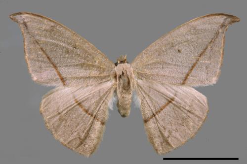 Albara reversaria opalescens[單帶鉤蛾][00018993]