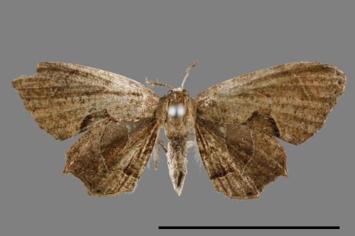 Phazaca alikangensis[里港圓翅雙尾蛾][00012553]