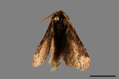 Neodrymonia seriatopunctata[黃肩舟蛾][00036951]