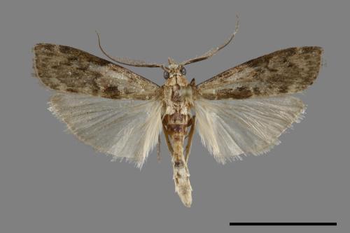 <已分類>Family：Pyralidae[螟蛾科][00069939]