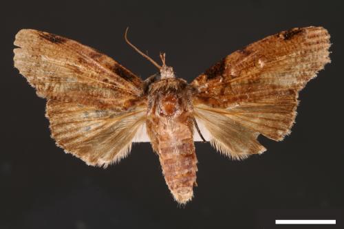 Iscadia inexacta[烏偽切翅夜蛾][00004252]