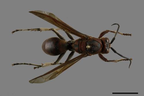 Polistes tenebricosus[赭褐長腳蜂][00117551]