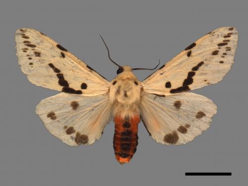Spilarctia alba kikuchii[淨雪燈蛾][00058200]