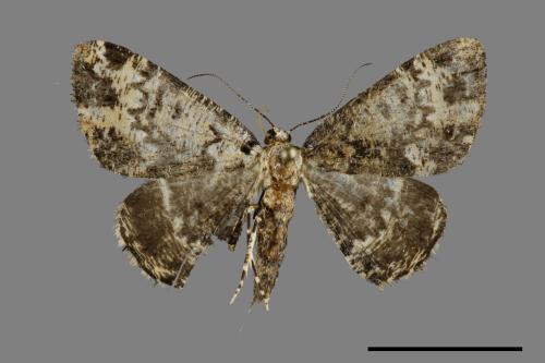 Prochasma dentilinea[齒紋淡黃小尺蛾][00099772]
