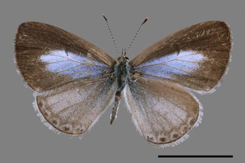 Celastrina lavendularis himilcon[埔里琉璃小灰蝶][00061561]