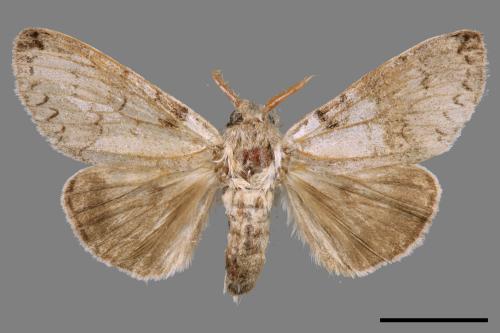Calliteara postfusca[波茸毒蛾][00047165]