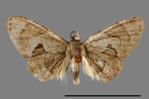 Phazaca kosemponicola[甲仙圓翅雙尾蛾][00012508]