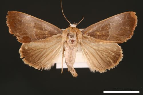 Westermannia elliptica[00004387]