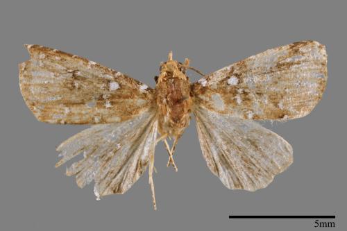 Rivula auripalpis[00008527]