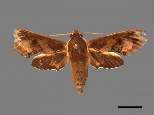 Rhagastis binoculata[雙斑白肩天蛾][00017682]