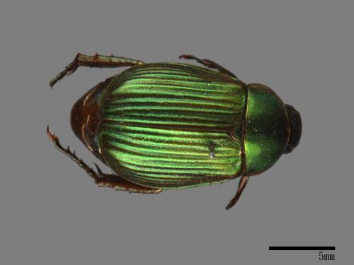 Anomala aulacoides[藍帶條金龜][00084262]