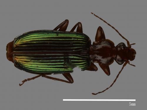 <已分類>Family：Carabidae[步行蟲科][00049561]