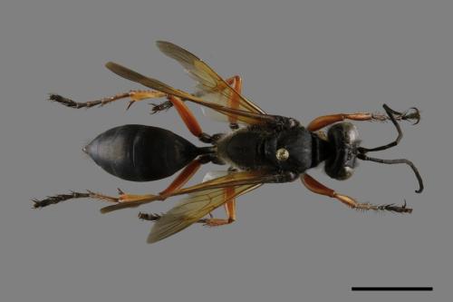 <已分類>Family：Sphecidae[細腰蜂科][00117505]