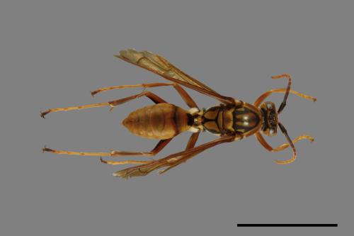 Polistes formosanus[00101124]