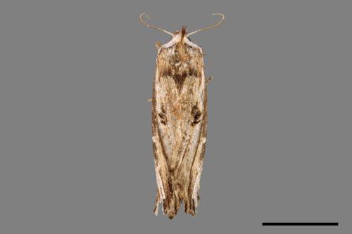 Hexafrenum maculifer maculifer[斑白頸異齒舟蛾][00105575]