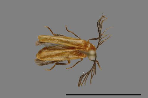 <已分類>Family：Lycidae[紅螢科][00093325]