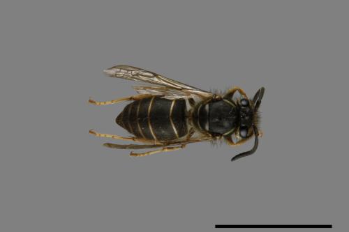 Vespula flaviceps[細黃胡蜂][00073323]