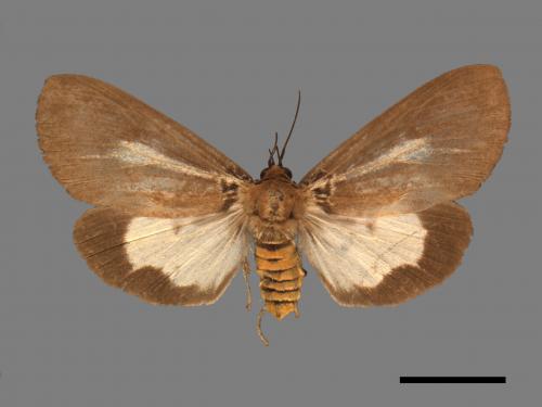 Asota heliconia zebrina[圓端擬燈蛾][00045563]