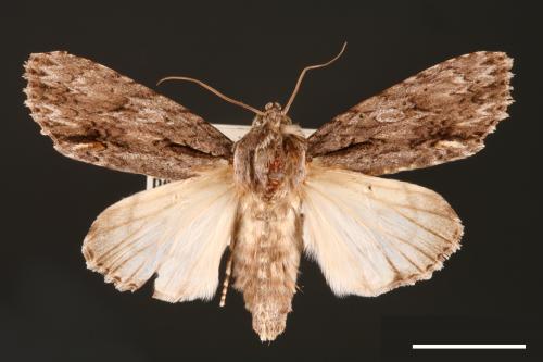 Acronicta denticulata pernivea[00000387]