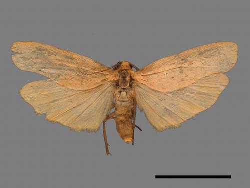 Eilema usuguronis[黃邊土苔蛾][00047901]
