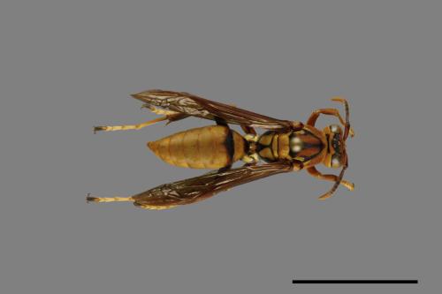 Polistes formosanus[00094680]