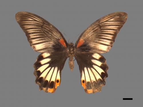 Papilio memnon heronus[大鳳蝶][00014118]