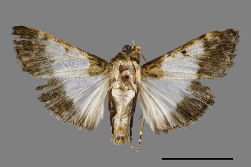 Teliphasa albifusa[00065523]