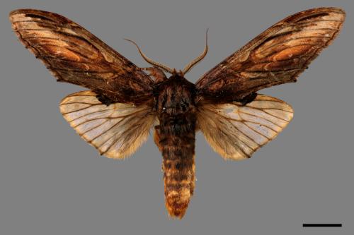 Acmeshachia gigantea[話筒舟蛾][00058724]