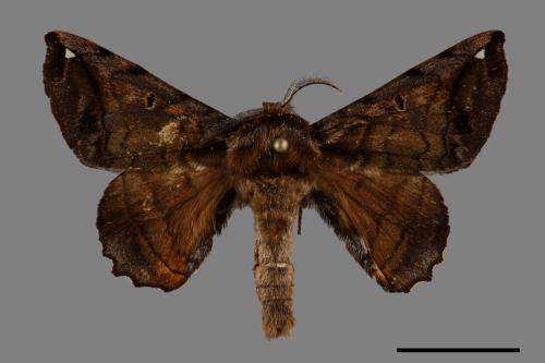 Prismosticta fenestrata[小窗蠶蛾][00095013]