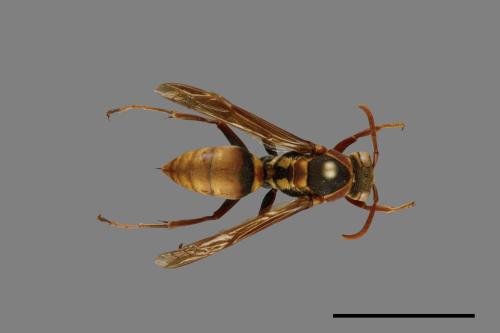 Polistes takasagonus[雙斑長腳蜂][00101042]