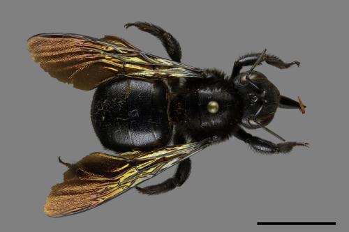 Xylocopa tranquebarorum[銅翼眥木蜂][00119399]