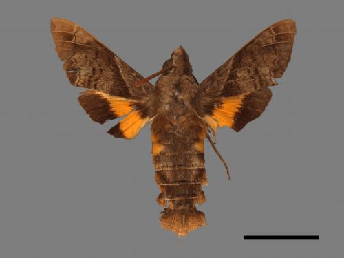 Macroglossum fritzei[佛瑞茲長喙天蛾][00016596]