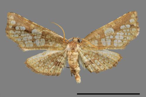 <已分類>Family：Thyrididae[窗蛾科][00042762]
