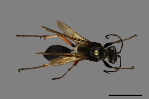 <已分類>Family：Sphecidae[細腰蜂科][00072566]