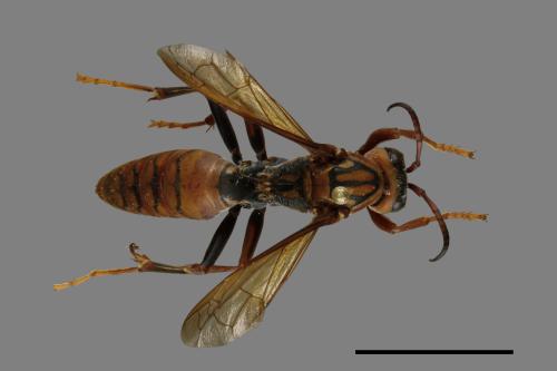 Polistes jokahamae[果馬蜂][00074351]