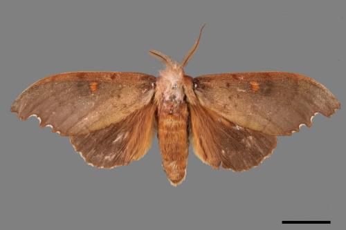 Euhampsonia formosana[黃星凹緣舟蛾][00052789]
