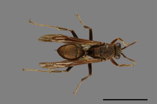 Polistes formosanus[00075646]