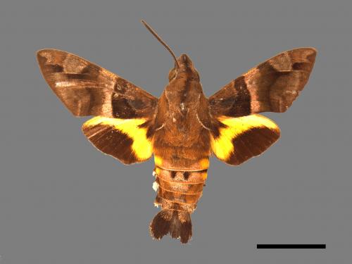 Macroglossum heliophila heliophila[九節木長喙天蛾][00016554]