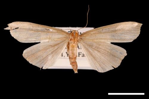 Hypena longipennis[00009720]