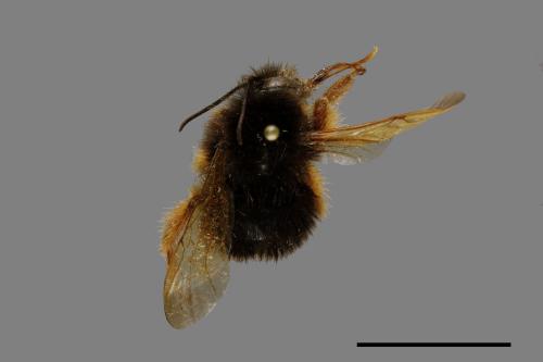 Bombus flavescens[黃色熊蜂][00074700]