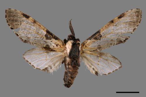 Harpyia longipennis[鹿枝背舟蛾][00061596]