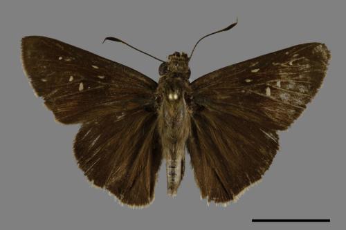 Caltoris cahira austeni[黑紋挵蝶][00102007]