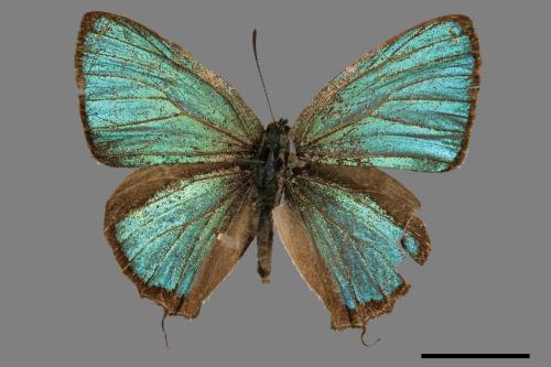 Chrysozephyrus esakii[江崎綠小灰蝶][00013771]