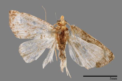 Rivula inconspicua[00008481]