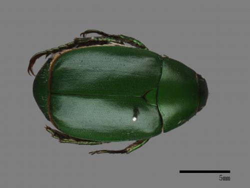 Anomala albopilosa trachypyga[小青銅金龜][00049531]