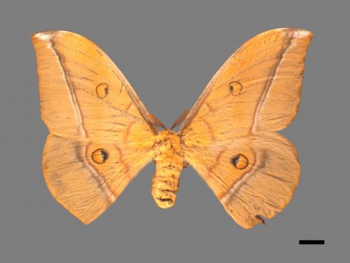 Antheraea pernyi[姬透目天蠶蛾][00016104]