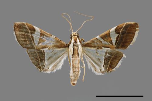 Glyphodes itysalis[00052616]