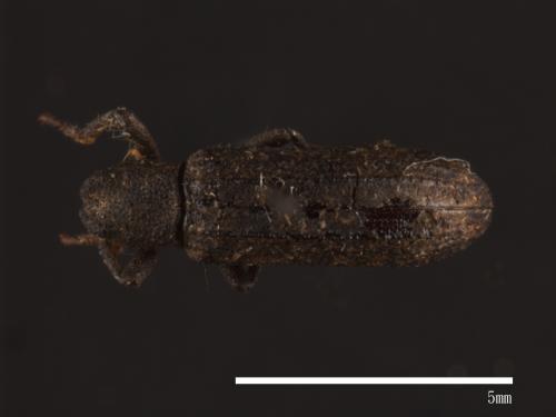 Dicraeosis carinatus[00083751]